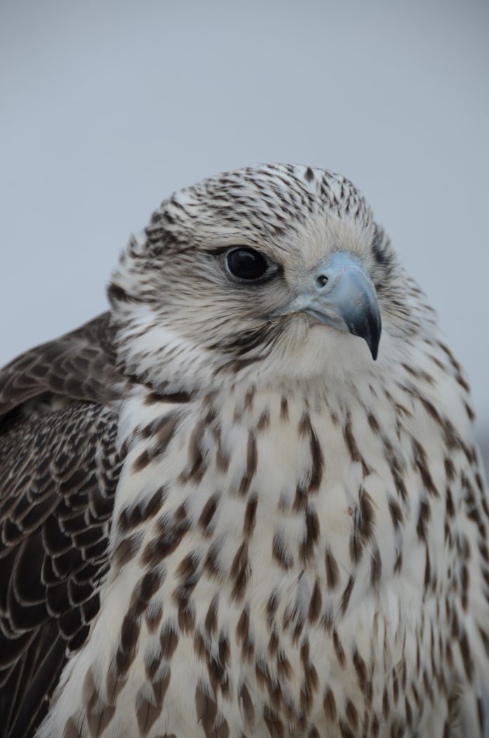 Ave de rapina, usada em falcoaria