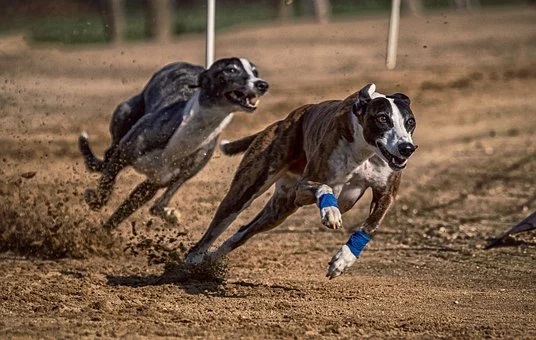 Dois cães de raça galgo correm numa pista de areia a alta velocidade