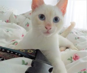 White kitten with blue eyes