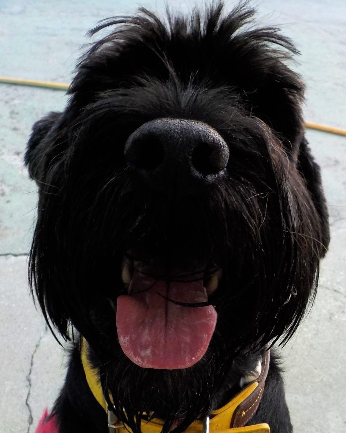 Cão de raça Schnauzer gigante preto