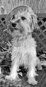 Dog breed yorkshire terrier, sitting on a chair, with a hat