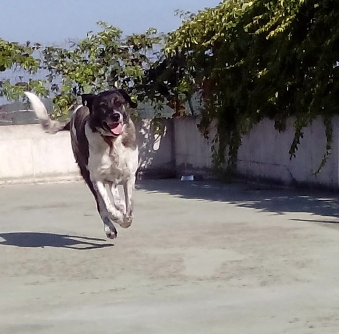 VEGA Cadela raça Rafeitor do Alentejo branca e cinza, a correr