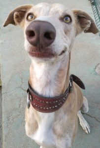 Cão de raça galgo, cor creme sentado e parece sorrir