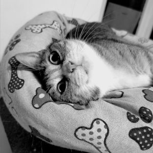 Domestic cat lying in a pillow