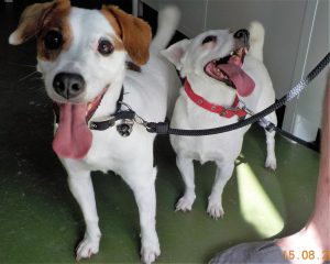 Janis e Carlitos, dois cães da raça Jack Russel, brancos e castanhos de pêlo curto, preparados para ir passear à rua