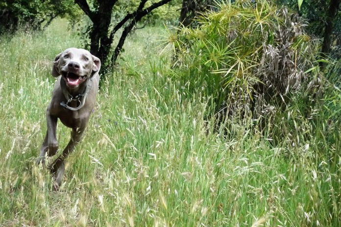 Cão de raça weimarener a correr na relva