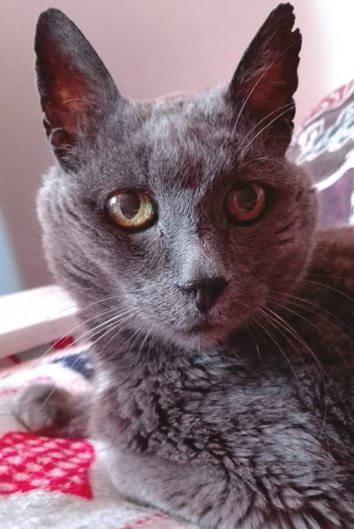 Bastard, the wild girl Grey cat with green eyes