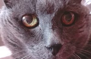 Grey cat with green eyes