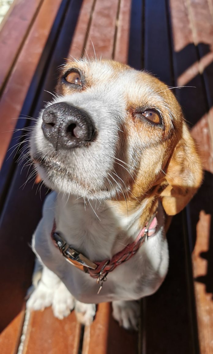 Loving you Dog sitting breed Jack russel