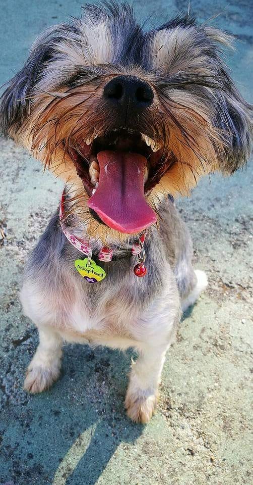Yorkshire terrier
