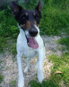 Cadela de raça Fox Terrier tricolor