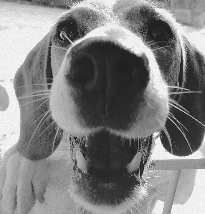 Cadela, raça beagle, close up