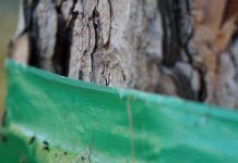 Lagarta do pinheiro peluda, altamente tóxica para pessoas e animais