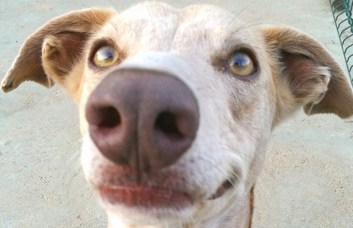 Tobias, o descontraído Galgo, branco e creme, white and beje