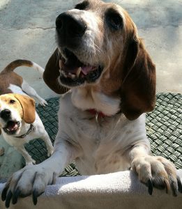 Basset hound breed, dog asking for food on a window