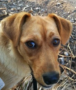 Cão rafeiro com um olhar muito doce