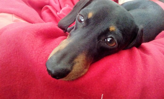 Teckel bébé, castanho afogueado, close up de um olhar triste e doce