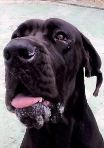 cão de raça Grand danois, preto, foto da cabeça