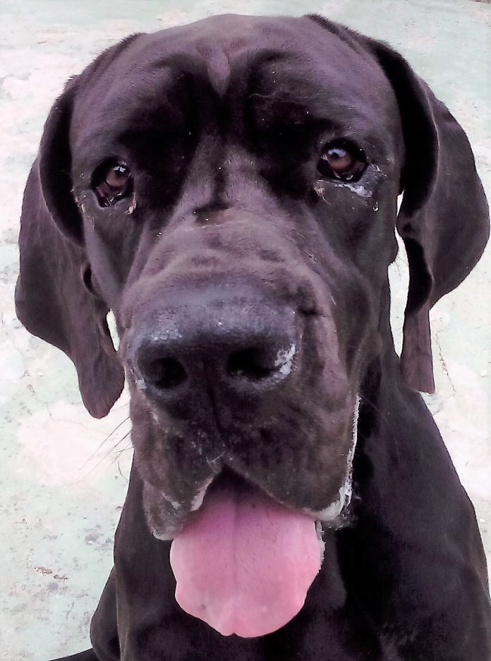 Cão de raça Grand Danois preto, imagem da cabeça