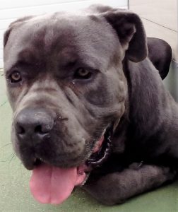 Cão da raça cane corso, cinzento, com uma cabeça maior que um ser humano