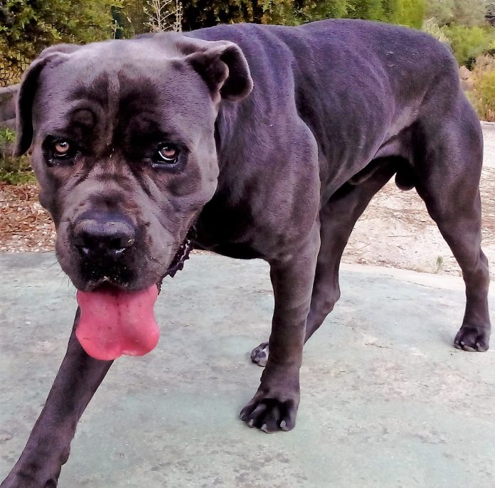 Bock, ainda no Alentejo Cão da raça Cane corso, cinzento