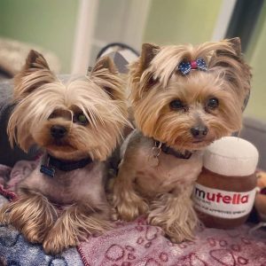 Dois cães de raça pequena yorkshire terrier, castanhos muito queridos