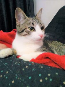 Gata doméstica tricolor tigrada deitada