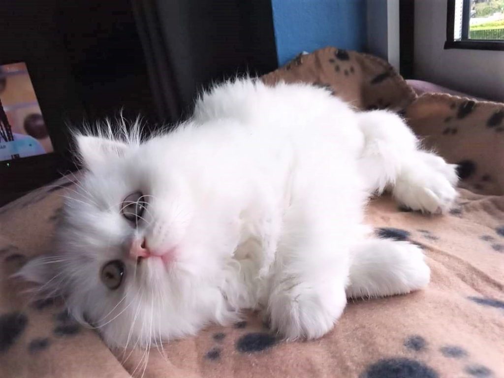 Gato branco da raça Gato persa, deitado olhando para nós com uns lindos olhos verdes