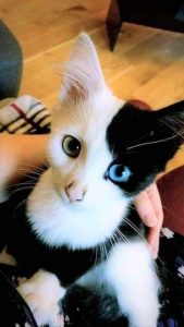 Gato preto e branco com um olho azul e outro verde