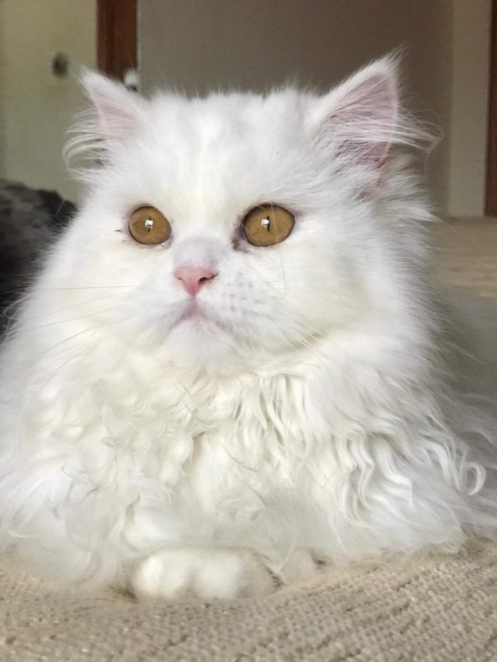 gata persa branca com olhos amarelos cor de mel