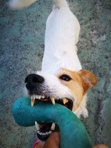 Cão da raça Jack Russel, branco e creme, a morder um brinquedo, close up
