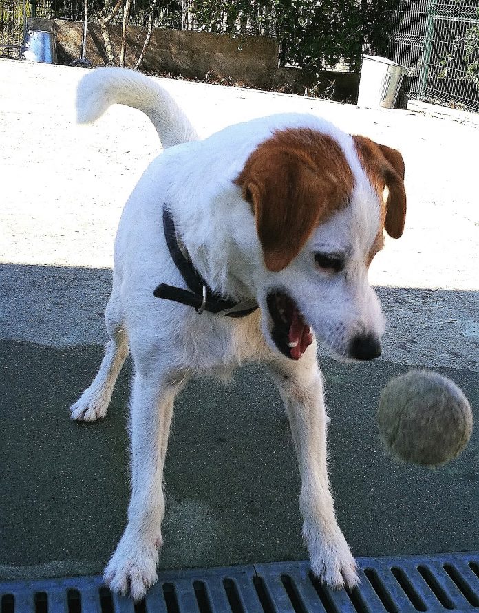 Lucas Cão da raça Jack Russel, a jogar à bola