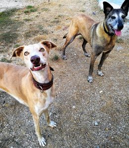 Um cão de raças galgo de cor creme com uma cadela de raça pasto belga malinois