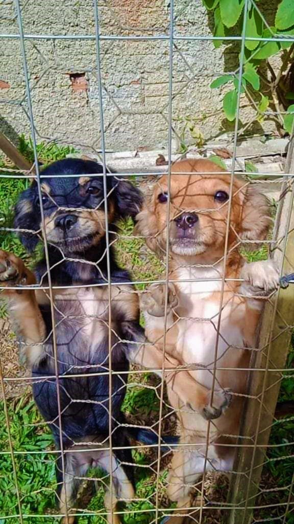 Dois cães bebés, u, preto e um amarelo disponíveispara adoção contactar Neiva Santos no facebook