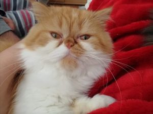Gato persa amarelo e branco de olhos cor de mel