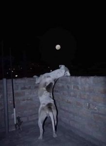 Um cão preto e branco, está de costas apoiado no muro da casa e olha a lua cheia