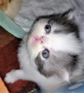 Gato persa bebé, branco e cinzento