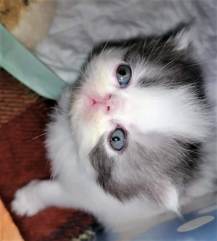 Gato persa bebé, branco e cinzento