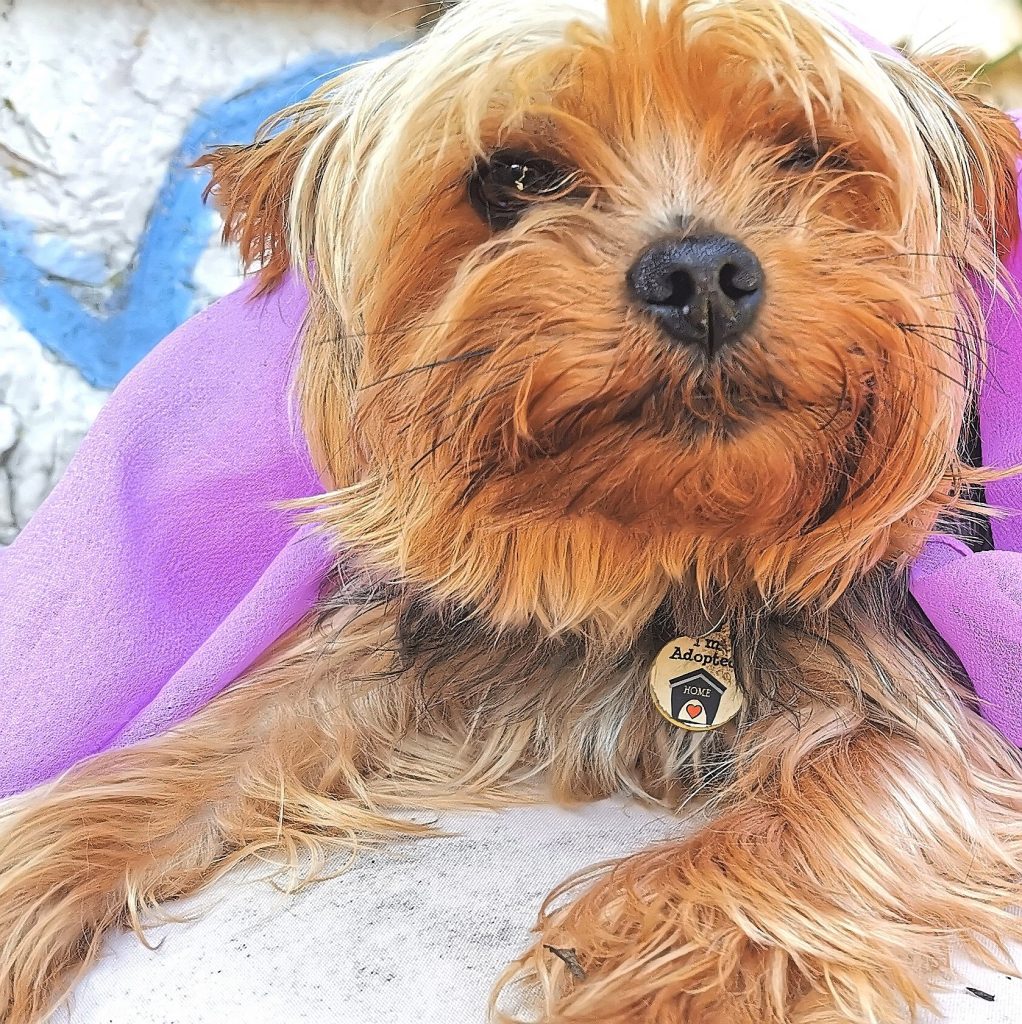 Cão da raça yorkshire terrier, uma raça de cão pequena, desenvolvida em Inglaterra para dar caça aos ratos das quintas