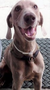 Old dog breed weimarener