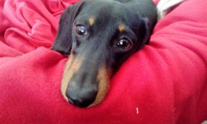 Cachorro de raça teckel de pêlo curto castanho afogueado