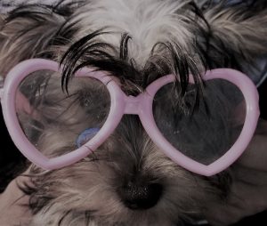 cadela da raça Yorkshire brinca ao Carnaval com óculos cor de rosa