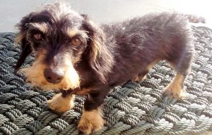 Cão de raça tewckel depêlo cerdoso, castanho afogueado