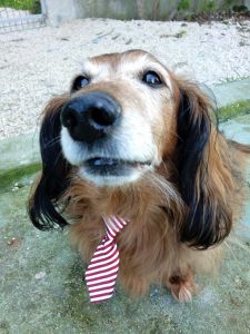 cão da raça teckel pêlo comprido, cor castanho 