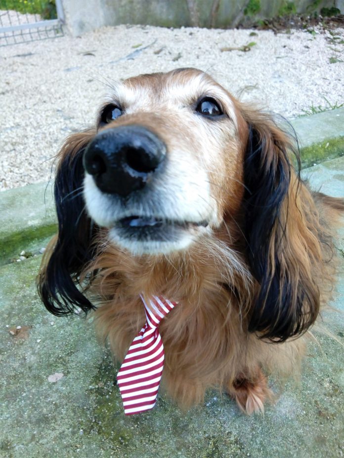 cão da raça teckel pêlo comprido, cor castanho