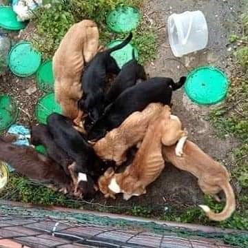Cães abandonados e esfomeados lançam-se à comida uns por cima dos outros