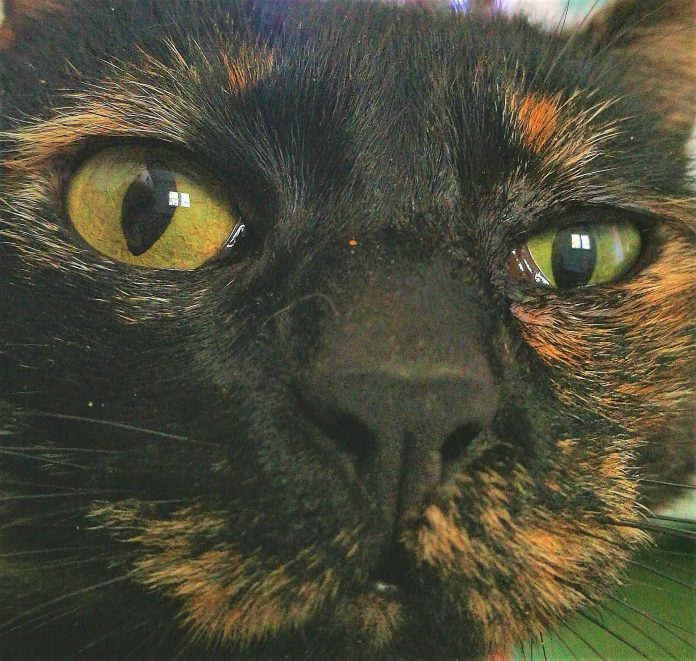 gata doméstica tartaruga