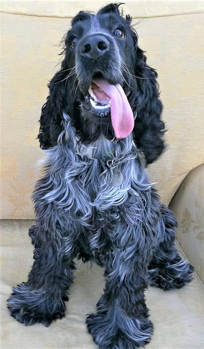 Cão da ralça cocker spanielamericano, preto e cinza