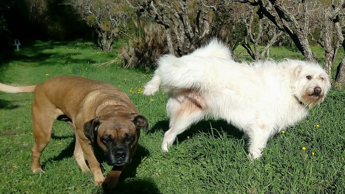 dois cães 1 branco e um boxer castanho