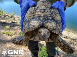 Tartaruga africana é resgatada da rua pela GNR
